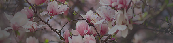 MPW Client Email Banner